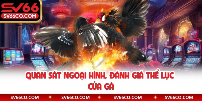 Quan sát ngoại hình, đánh giá thể lực của gà
